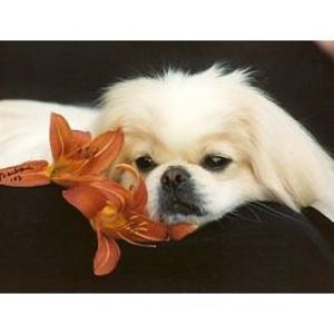 Meet your Posher, Lee